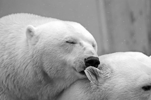 Urs polar, la agățat, în România