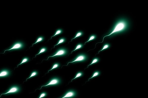 Spermatozoizi rătăciți cer indicații