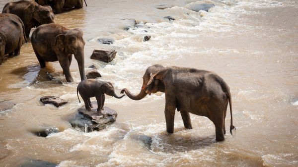 Șoricelul și elefantul trec granița