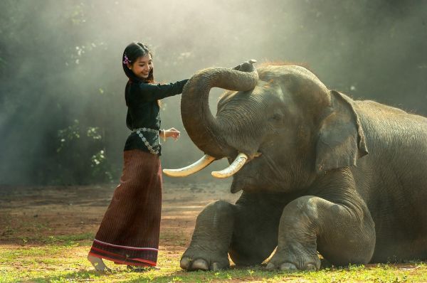 Trompa de elefant și nevasta fericită