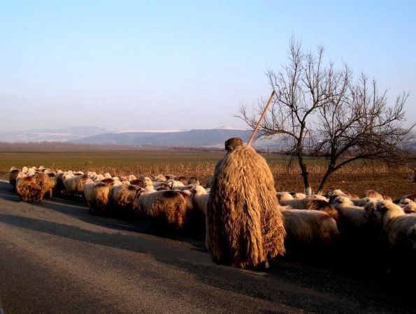 Ciobanul și logica românească