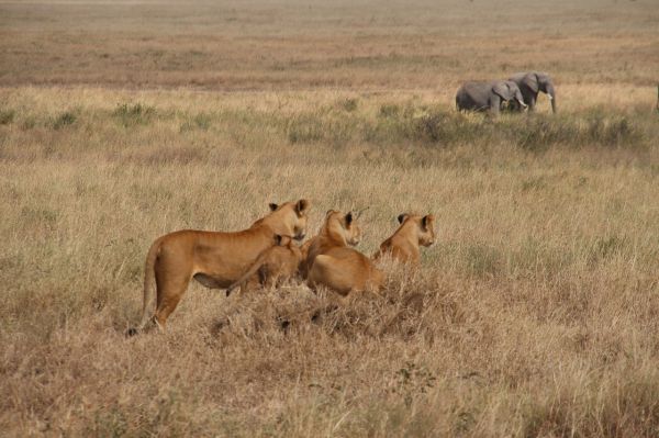 Un vânător pleacă într-un safari cu soacra-sa și cu soția. Îi atacă un leu