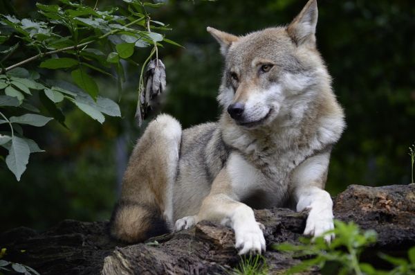 Un iepuraș sare în fața unei haite de lupi: Sunteți duri?