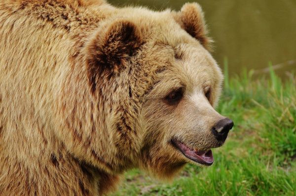 Bancuri cu animale: Ursul își taie bărbăție ca să nu meargă în armată