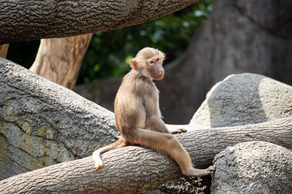 Un cuplu fără copii apelează la tratamentul cu hormoni de maimuță