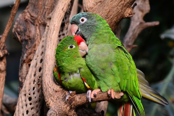 O femeie măritată vrea să-i facă soțului o surpriză și cumpără un papagal