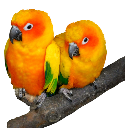 Un tip cumpără un papagal supradotat: Am văzut-o pe soția ta cu poștașul