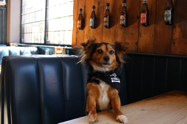 Un orb intră cu câinele într-un bar