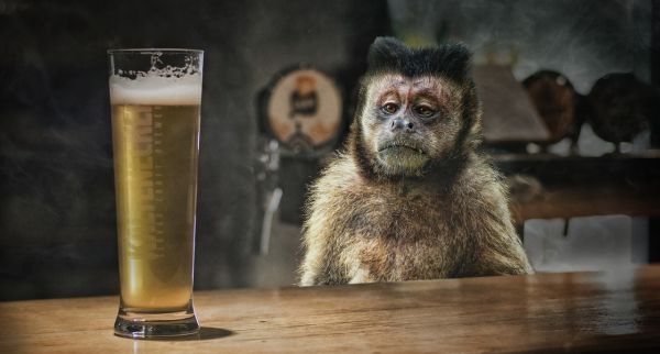 O maimuță intră într-un bar și comandă o bere