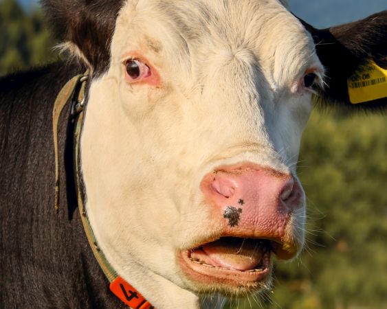 Vaca lui Bulă dă 100 de litri de lapte zilnic: Cum e posibil așa ceva?
