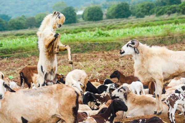 Un moldovean vine cu capra la vecinul său