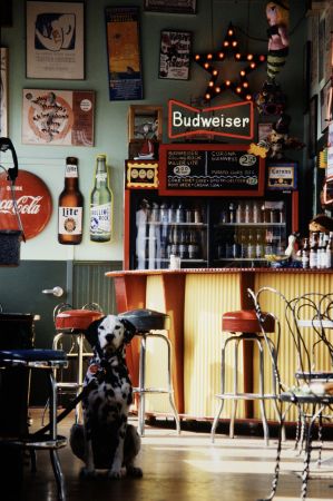Un dinamovist merge cu câinele într-un bar