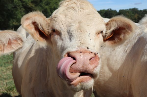 Sindromul vacii nebune explicat de un țăran