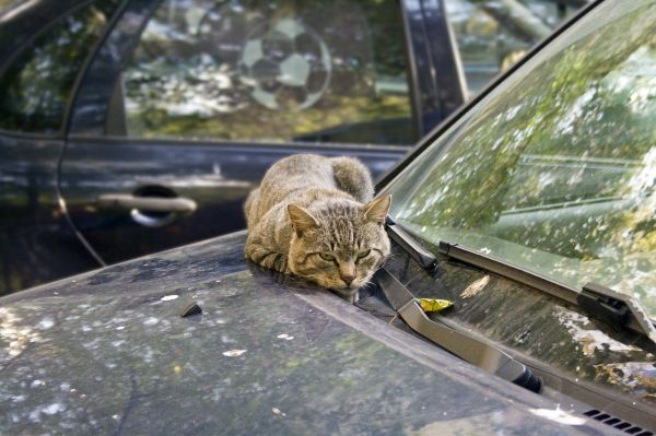 O pisică a fost călcată de mașină