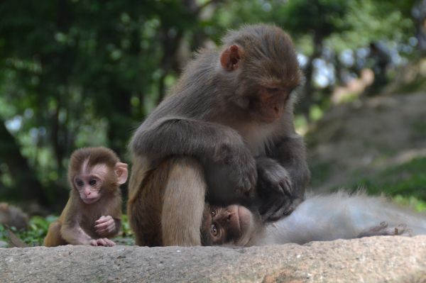 La Zoo, în faţă cuştii cu maimuţe, el şi ea se alintă