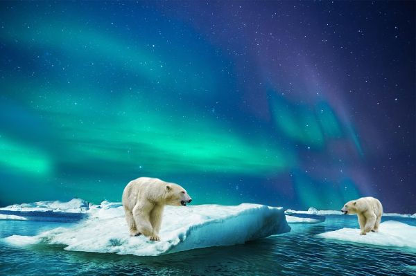 Un urs polar vede o ursoaică brună, tinerică și frumușică: - Auzi gagico, ce-ai zice de o noapte cu mine?
