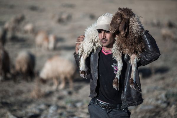 Bancuri cu ciobani: Gheorghe și-a cumpărat mobil să se dea mare la stână
