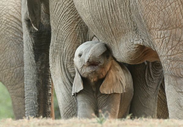 Bancuri și glume scurte cu animale: De ce nu manâncă elefanţii mămăligă?