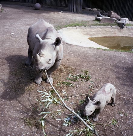 Doi hipopotami stau de vorbă: Ieri, îngrijitorul m-a înjurat urât de tot.