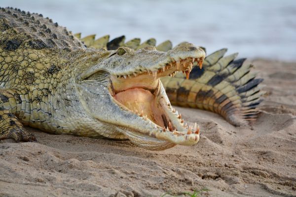 Bancuri tari: Crocodilul o surprinde pe nevastă-sa făcând amor cu un străin