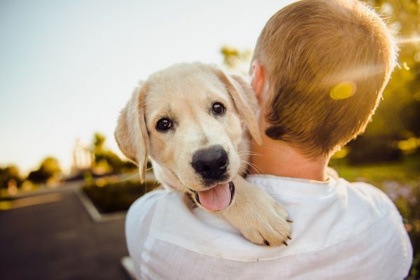 Cele mai populare proverbe despre câini: Cu cât cunosc mai bine oamenii, cu atât iubesc mai mult câinii