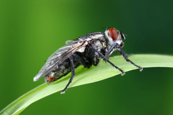 O muscă se prinde într-o pânză de păianjen: Nenorocitul!