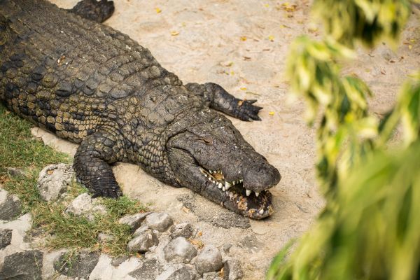 Un director lansează o provocare angajaților: Cine sare într-un râu plin de crocodili primește 5 mil. $
