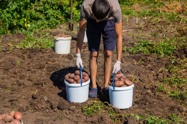 Un fermier îi scrie lui Bulă în închisoare: Anul asta nu mai pun cartofi