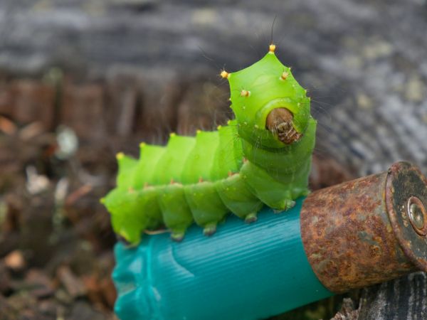 La şcoală, la clasa lui Bulă, ora de zoologie. Învăţătoarea: Numește o insectă