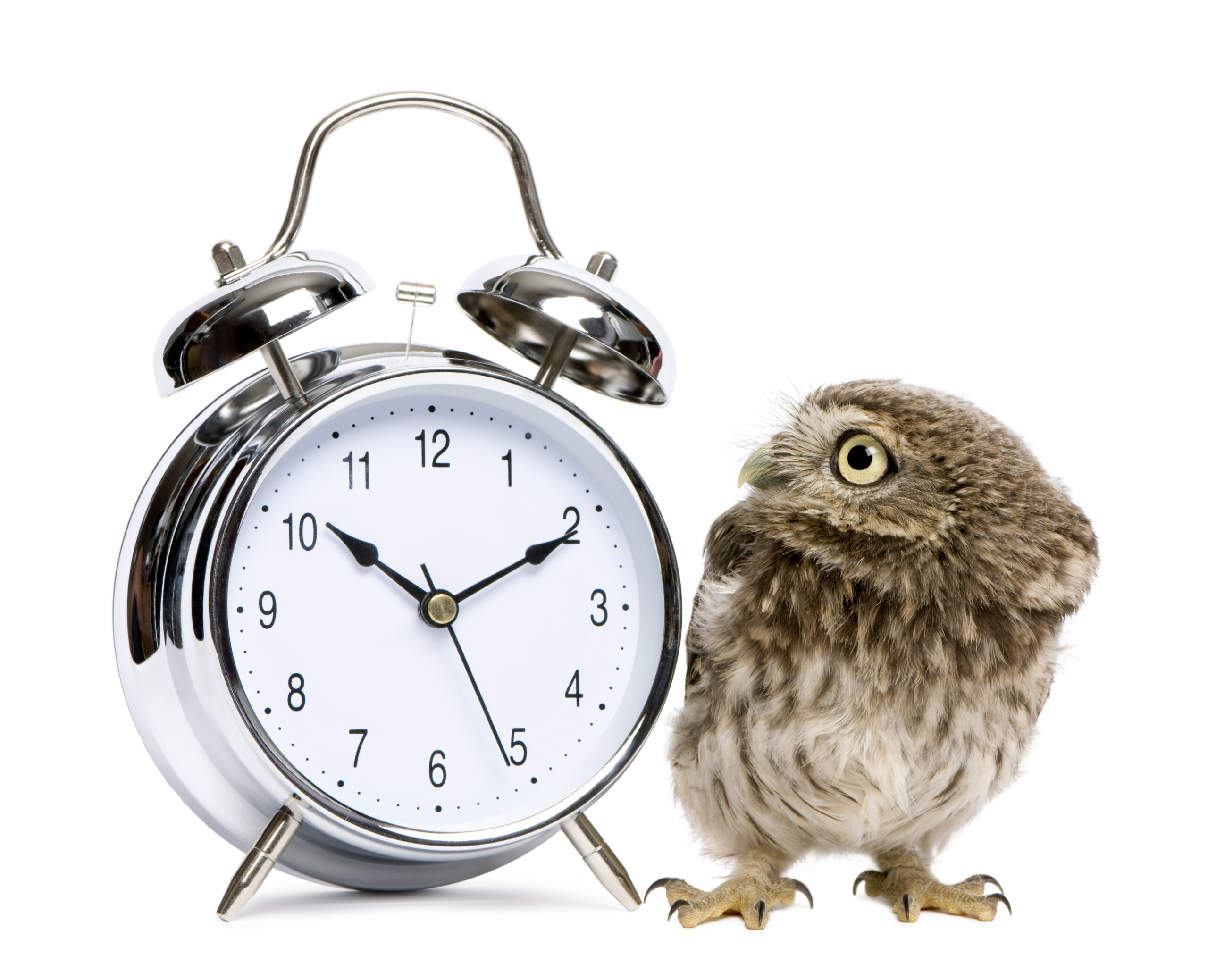часы животные. включи животные часы. будильник животное. коты с часами. животное и часы.