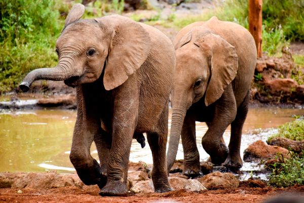 Alinuța merge la ZOO și vede un elefant: Mamă, ce este chestia aia groasă, lungă și urâtă?
