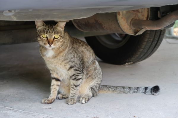 Un șofer vitezoman dă cu mașina peste pisica lui Bulă