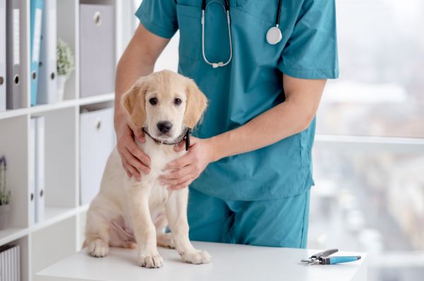 Vine Bulă cu un labrador la veterinar: Să îi tăiați coada!