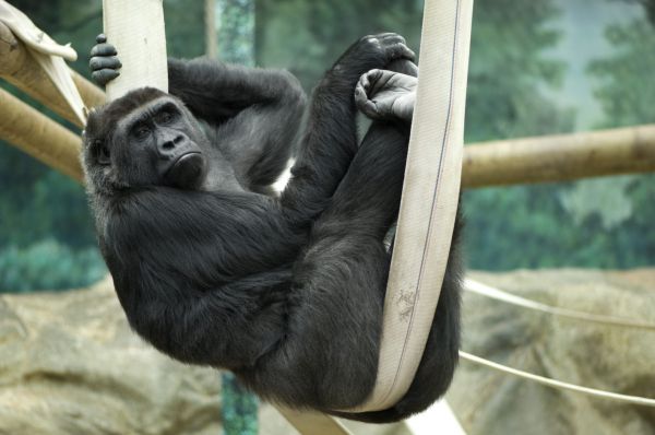 O gorilă de la zoo intră în călduri și are nevoie urgentă de un partener