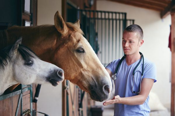 Medicul veterinar îl lămurește pe studentul practicant, cum se administrează pastilele laxative: