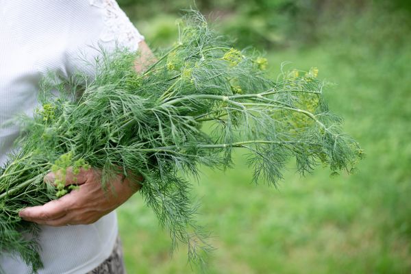 În fiecare dimineață, Bulă cumpăra de la băbuță o legătură de mărar