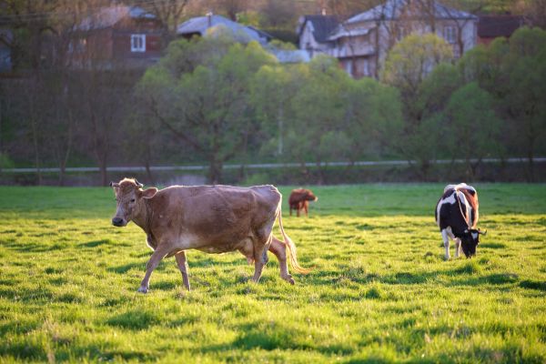 Două vaci pășteau liniștite pe un câmp, deodată…