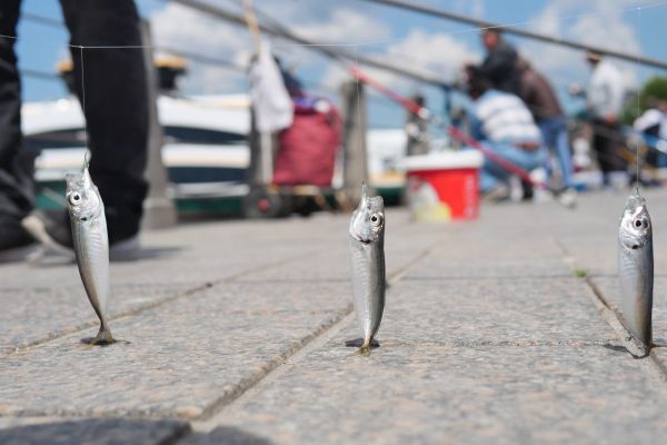 Bulă venea cu hamsii de mirosea școala ca o pescărie