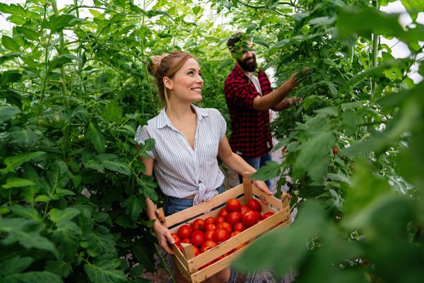 Se duce Bulă la o fermă, cheamă fermierul și îi spune:  – Am venit să mă angajezi la ferma ta!