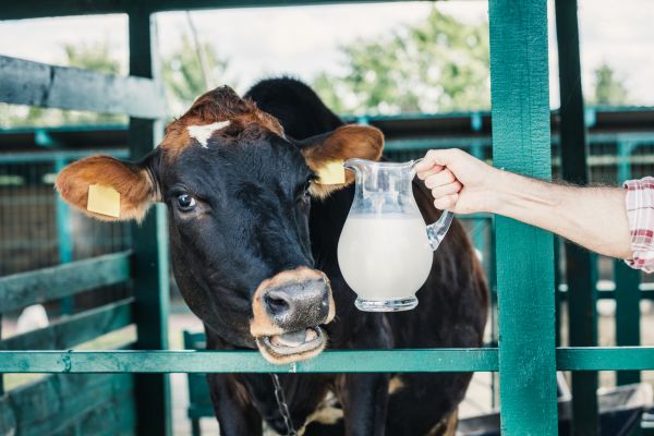 - Bulă, cum poate să dea vaca ta câte 100 de litri de lapte zilnic?