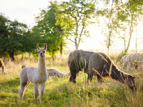 Bulă găsește de lucru la o grădină zoologică din New York
