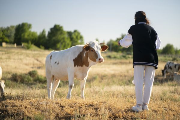 Un ardelean mergea cu vaca lui pe drum