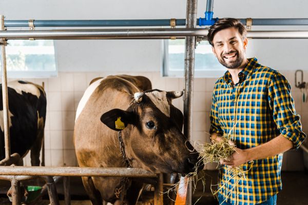 Un ardelean  îngrijorat merge cu vaca la veterinar