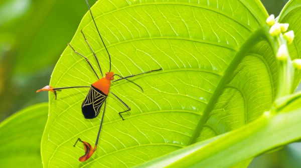 – Mai, Ionel, ia numeşte tu o insectă!