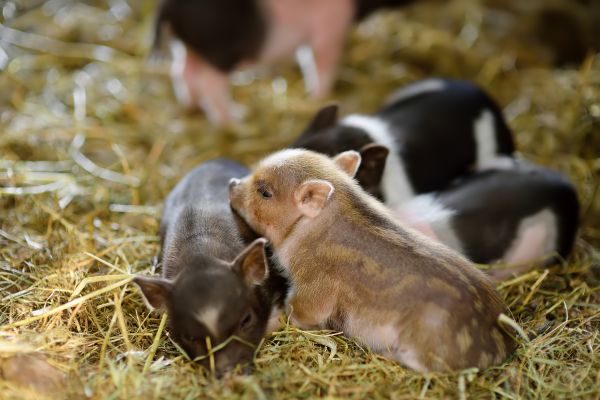 3 purceluşi veseli se jucau fără griji