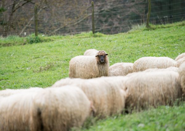 Discuție dintre doi ciobani moldoveni
