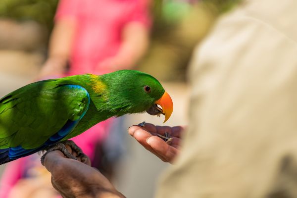 Un papagal vorbește urât