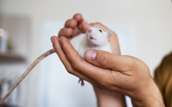 Doi șobolani mâncau la cinema