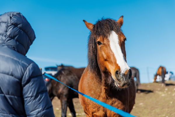 Un tip vorbeşte cu un cal pe câmp