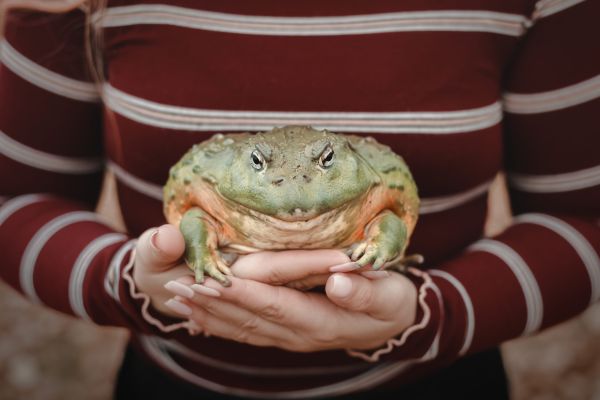 – Ce este verde și sare pe câmpie?